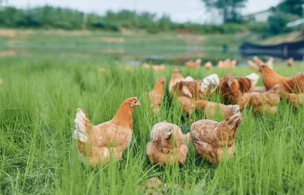 哈尔滨益利达饲料网